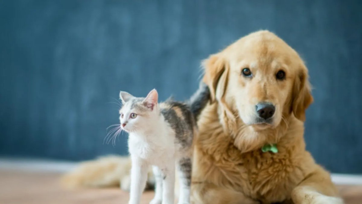 Mahkemeden dikkat çeken karar: 5 kedi ve 1 köpeğin bakımı erkeğe verildi