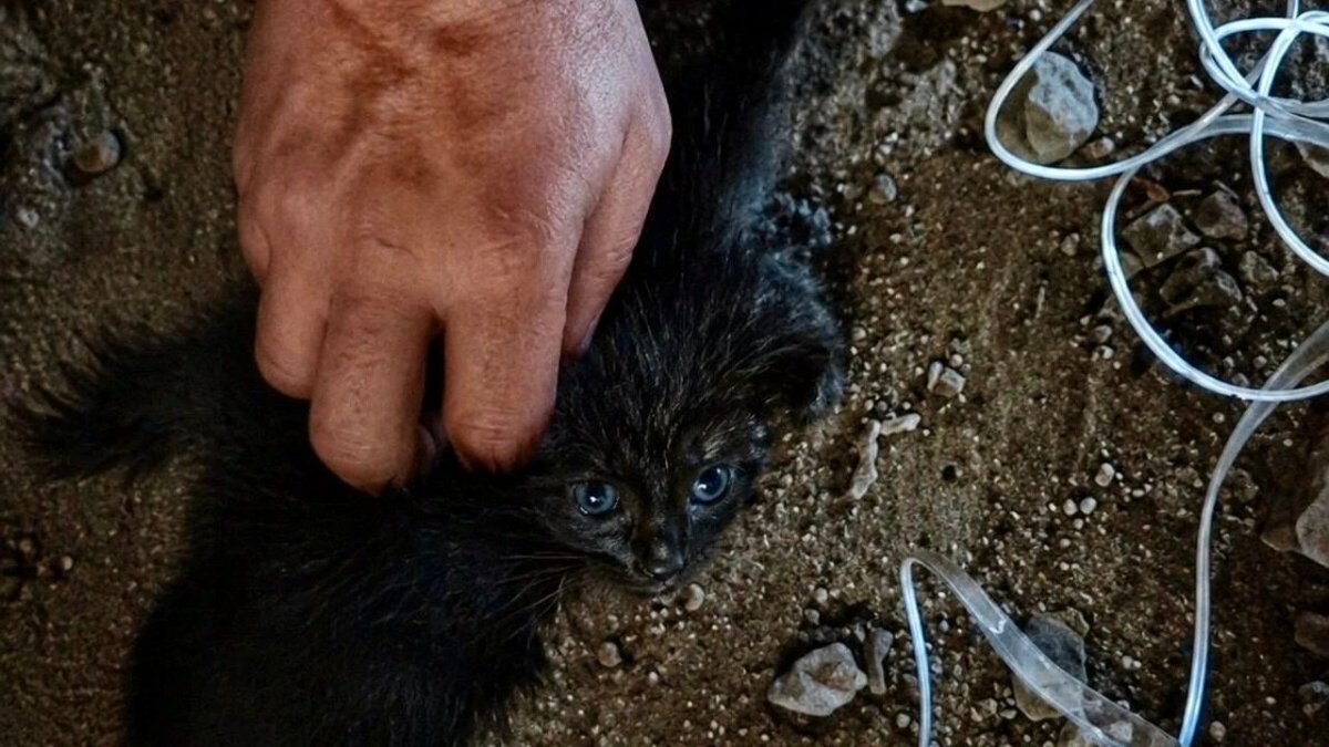 Malatya’da Baca Boşluğunda Can Pazarı: Yavru Kedi Son Anda Kurtarıldı