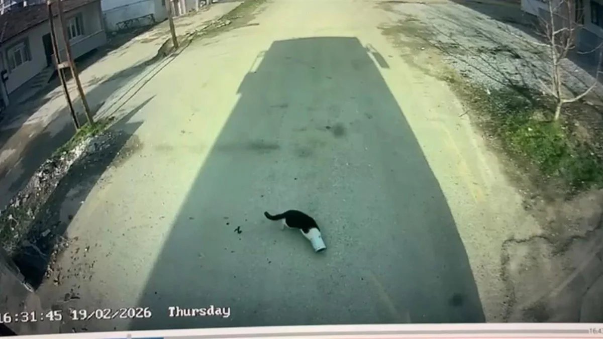 Malatya’da Trafiği Durduran Duyarlılık: Kafası Konserve Kutusuna Sıkışan Kedi Böyle Kurtarıldı