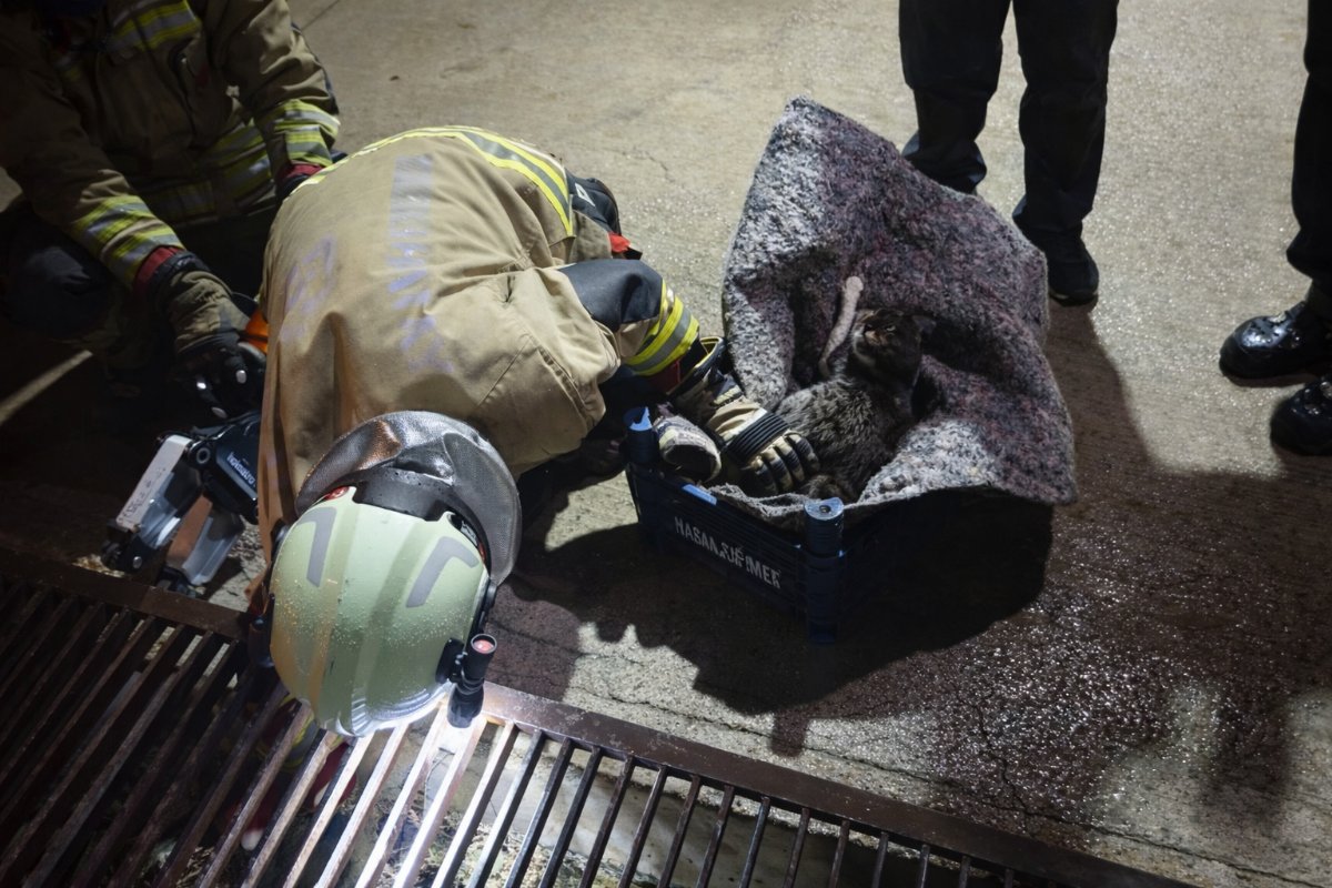 Mazgaldan Gelen “Miyav” Alarmı: Anne Kedi ve 3 Yavrusu Son Anda Kurtarıldı