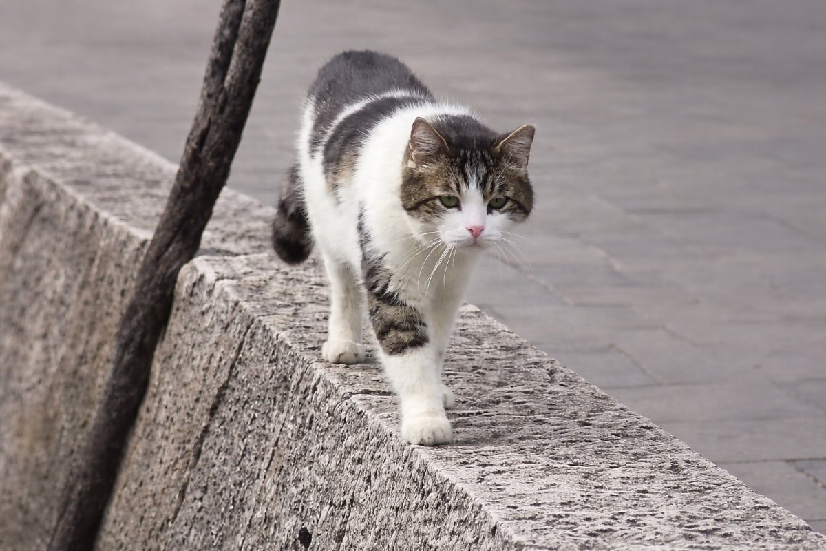 Meclis Yerleşkesinde Kedi Ölümleri Artıyor: “King”in Ölümü Tartışma Yarattı