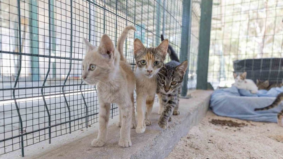 Mersin'de binlerce sahipsiz hayvan tedavi edilerek yuvalandırıldı