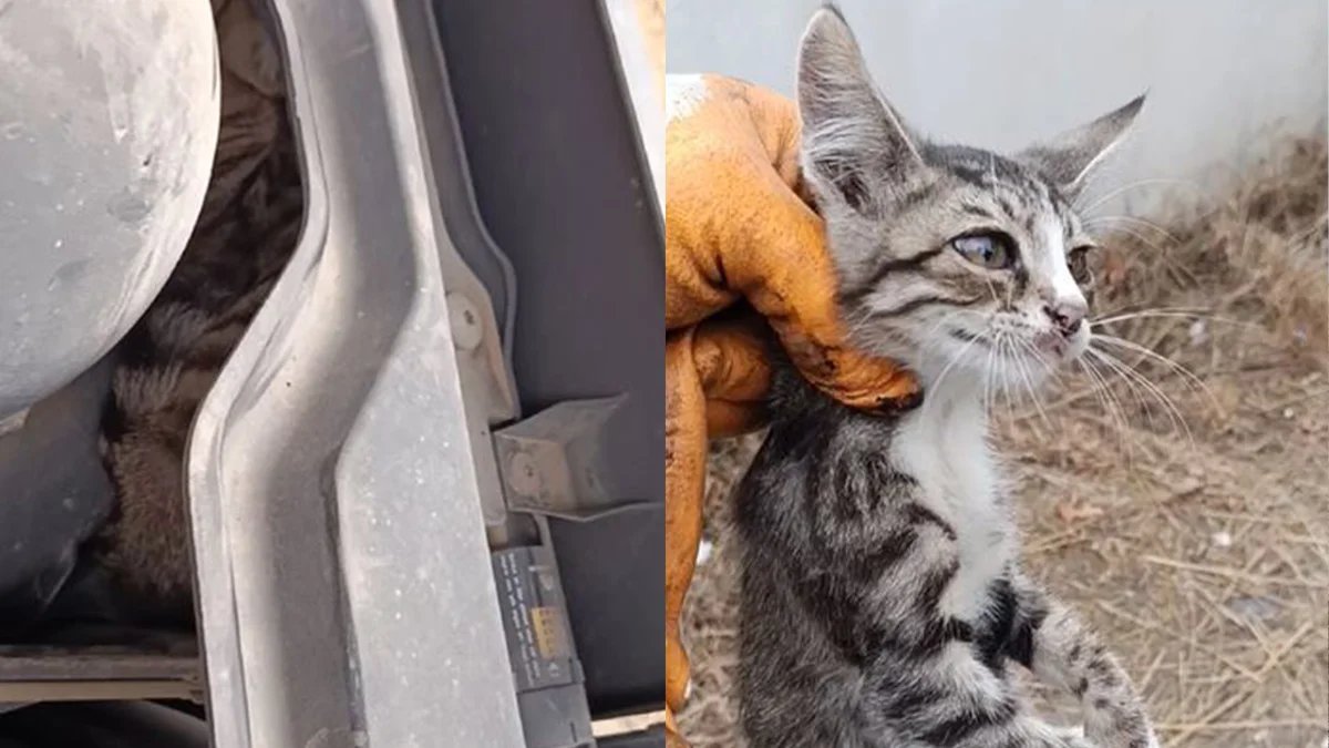 Motora sıkışan yavru kedi annesine kavuştu