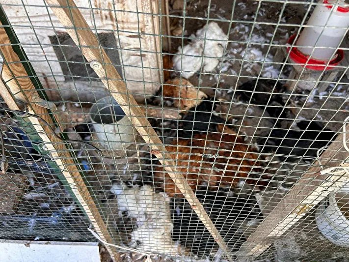 Mudanya’da kümese giren köpekler 30 tavuğun telef olmasına neden oldu