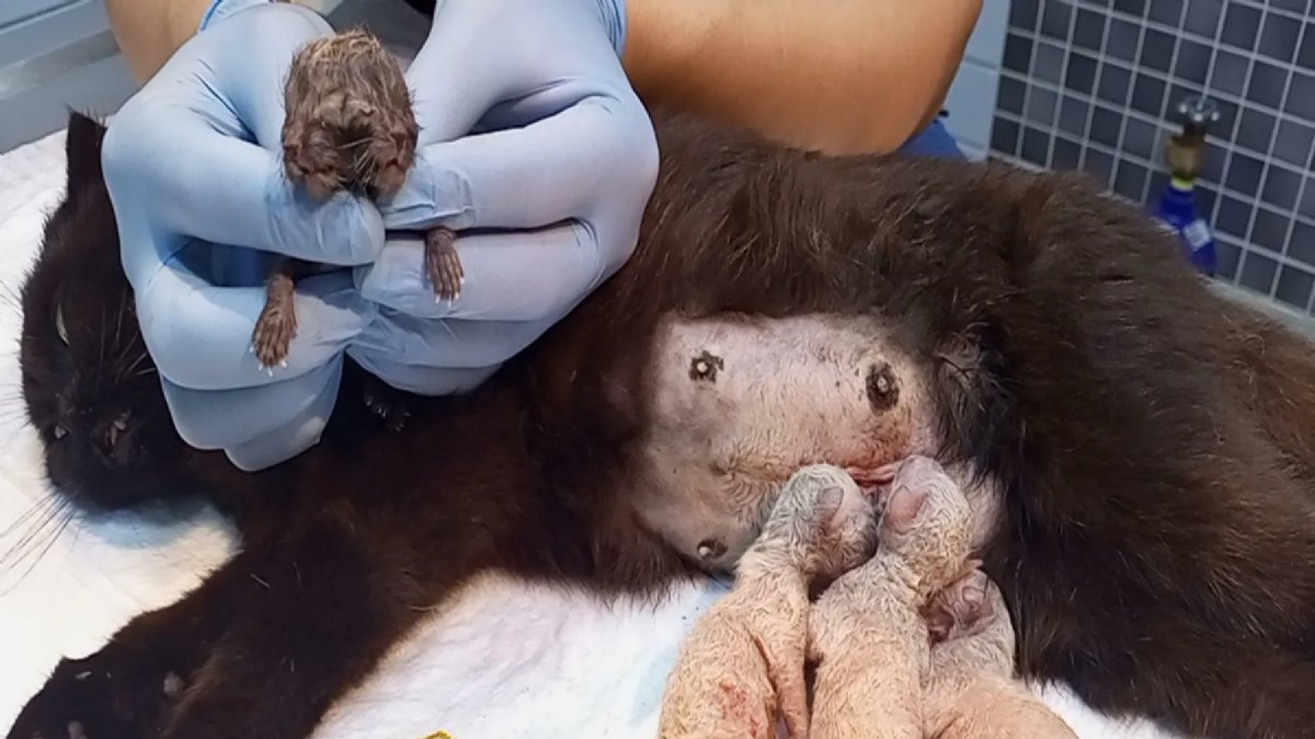 Nazilli’de Şaşırtan Doğum: Çift Başlı Yavru Ölü Doğdu, 3 Kardeşi Kurtarıldı