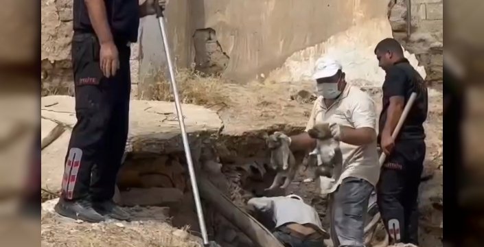 Nusaybin’de Çöken Metruk Evde Can Pazarı: Anne Köpek ve 5 Yavrusu Kurtarıldı