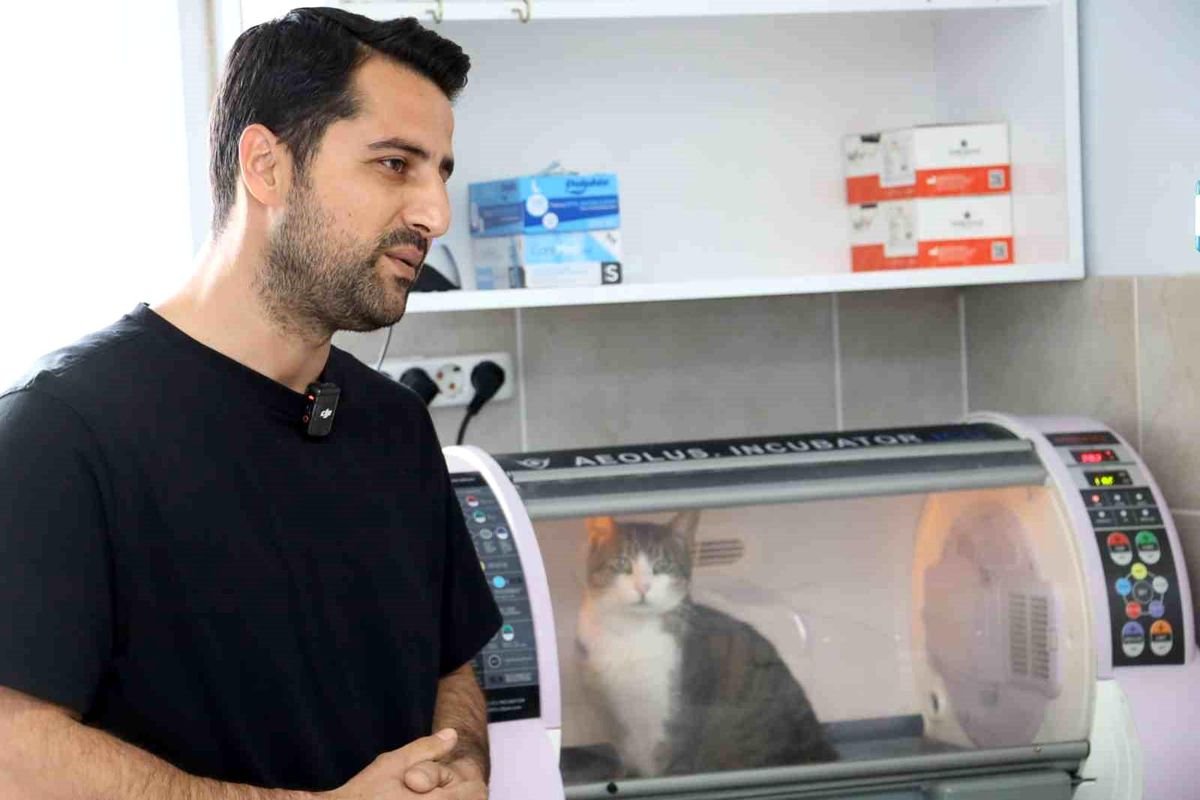 Ölümle Burun Buruna Gelen “Kral” Hayata Tutundu: Kritik Ameliyat Başarıyla Tamamlandı