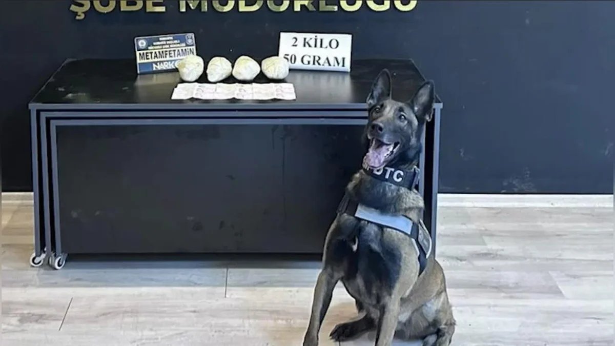 Osmaniye’de Görevli Jardi Türkiye’nin En Başarılı Narkotik Köpeği Seçildi