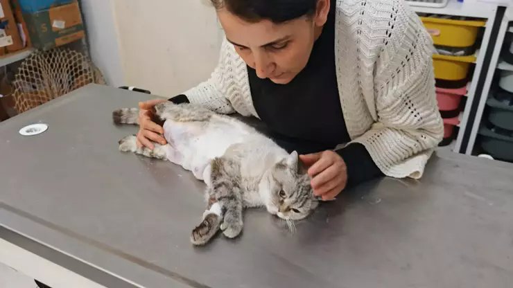 Osmaniye’de Mucize Yaşam Mücadelesi: 330 Gram Tümör Alınan Kedi Hayata Tutunuyor