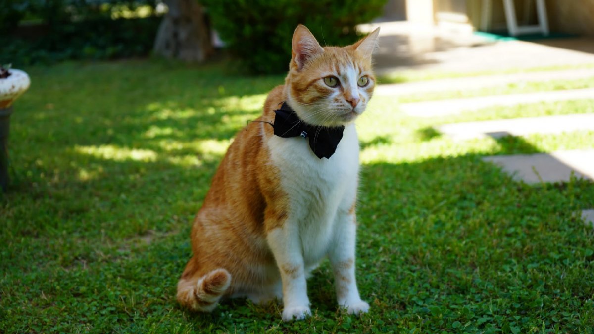 Papyonlu kedi Foça yaşlı çiftin hayatını değiştirdi