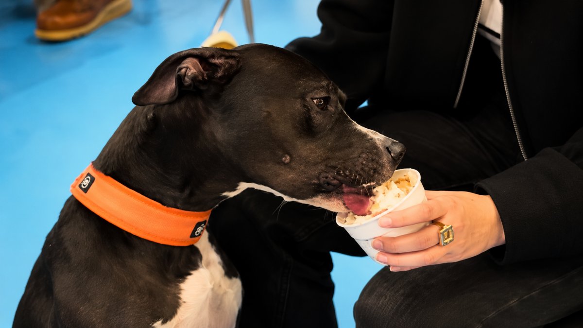 Paris’te köpek dostu kafeler yaygınlaşıyor