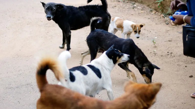 Portekiz'de 250 köpek kurtarıldı