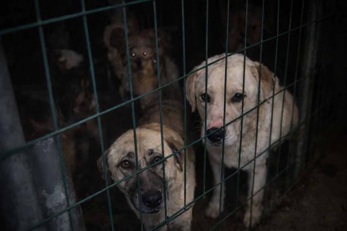 Rize’de Barınak Tartışması: Hayvanseverlerden Şartların İyileştirilmesi Çağrısı