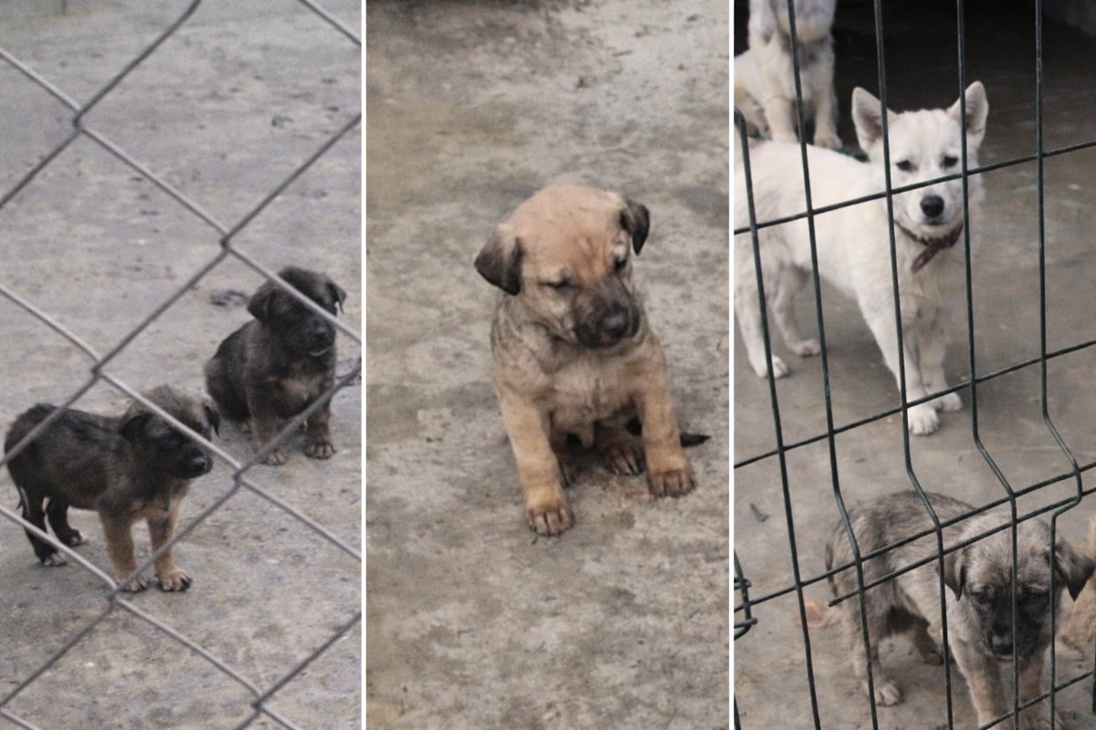 Sakarya Geyve’de Barınak Tartışması: SOHAYKO’dan “Acil Müdahale” Çağrısı