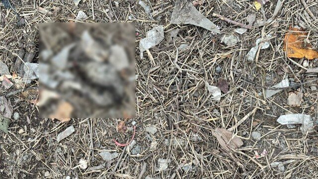 Sakarya'da İki Yavru Kedi Kesici Alet Yaralarıyla Ölü Bulundu