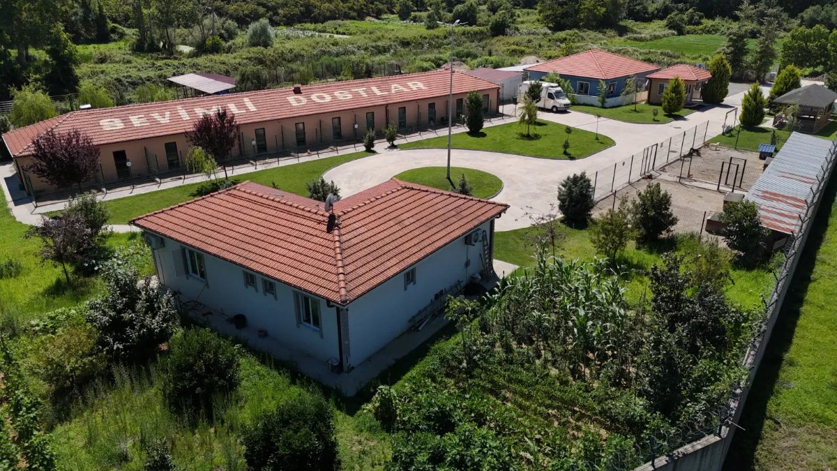 Sakarya'da sahipsiz köpek şikayetleri belirgin şekilde azaldı