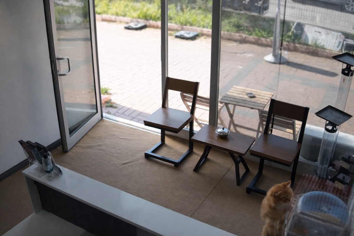 Samsun’da İlginç Anlar: Kedinin Kafesteki Kuşlara Saldırdığı Anlar Kamerada