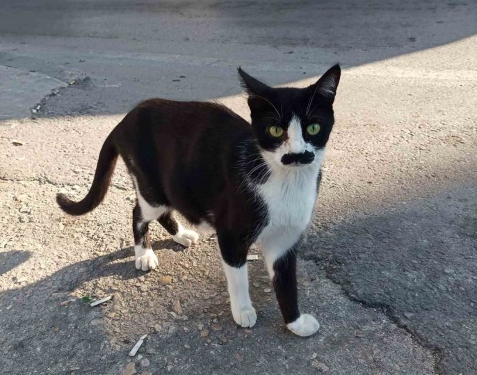 Samsun’un “Pala Bıyıklı” Kedisi Saathane’nin Maskotu Oldu