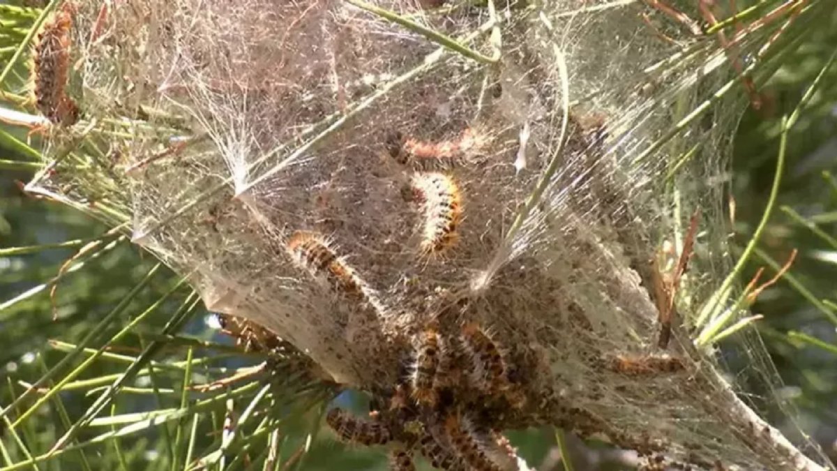 Sancaktepe’de Zehirli Tırtıl Alarmı: Evcil Hayvanlar İçin Büyük Risk