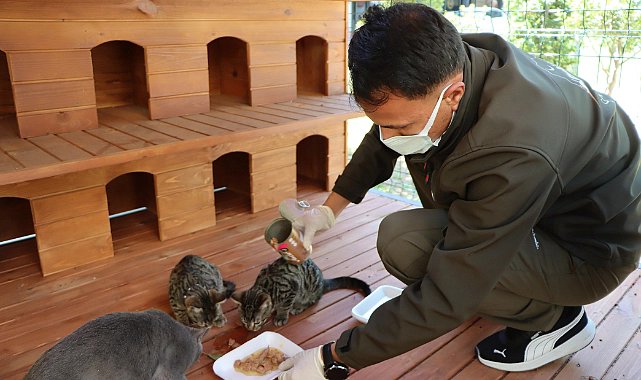 Şanlıurfa’da Sokak Kedilerine 12 Noktada Koruma Alanı