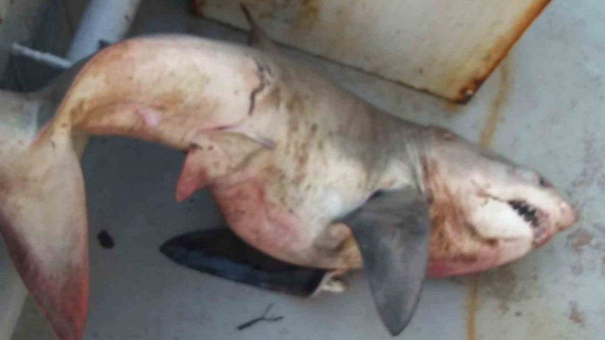 Saros Körfezi’nde Balıkçıların Ağına 65 Kiloluk Köpek Balığı Takıldı