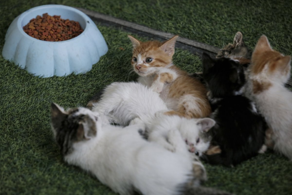 Savaşın Ortasında Bir Merhamet Hikâyesi: Gazze’de Kediler İçin Hayat Mücadelesi