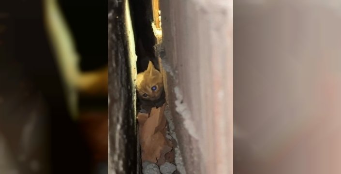 Sındırgı’da duvar arasında mahsur kalan yavru kedi kurtarıldı