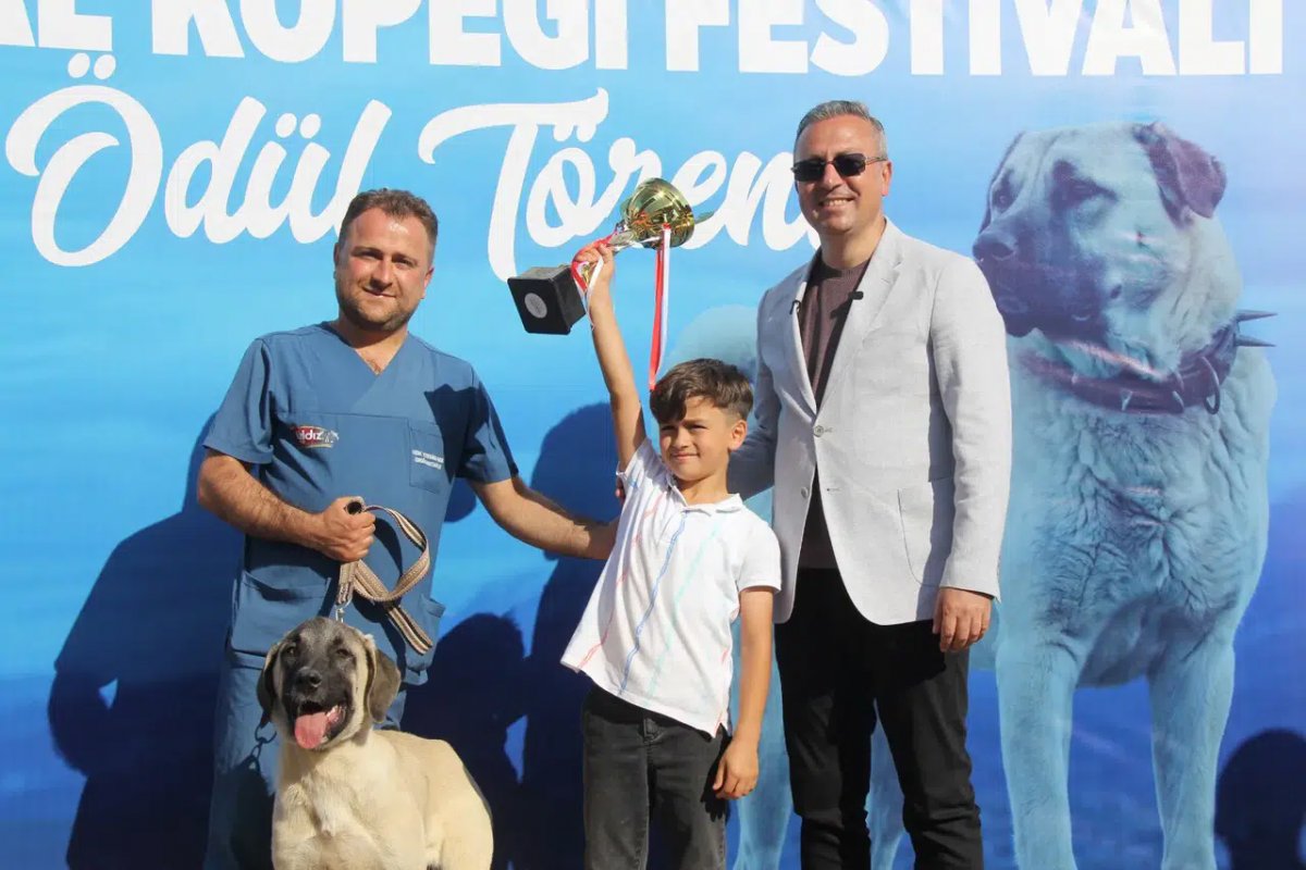 Sivas'ta 253 Kangal köpeği podyuma çıktı
