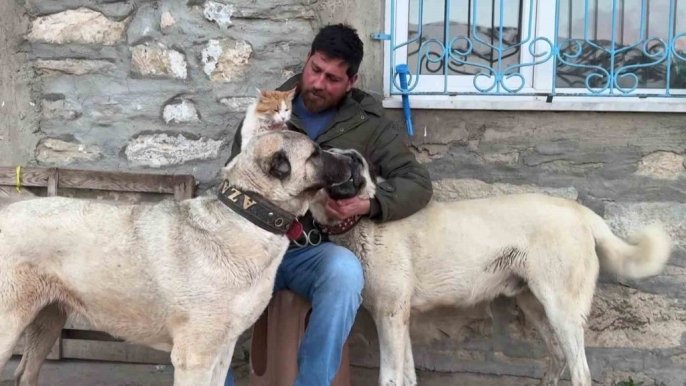 Sivas’ta Kedi ile Kangalın Sıcacık Dostluğu Gülümsetti