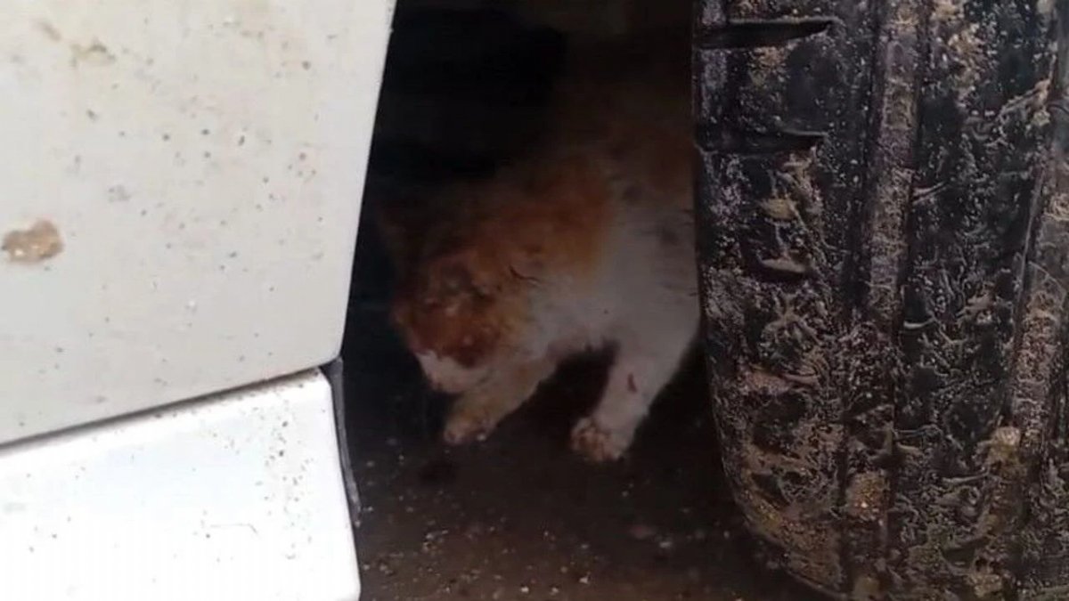 Soğuktan Kaçan Kedi Aracın Motoruna Sığındı: Belediye Ekipleri Kurtardı