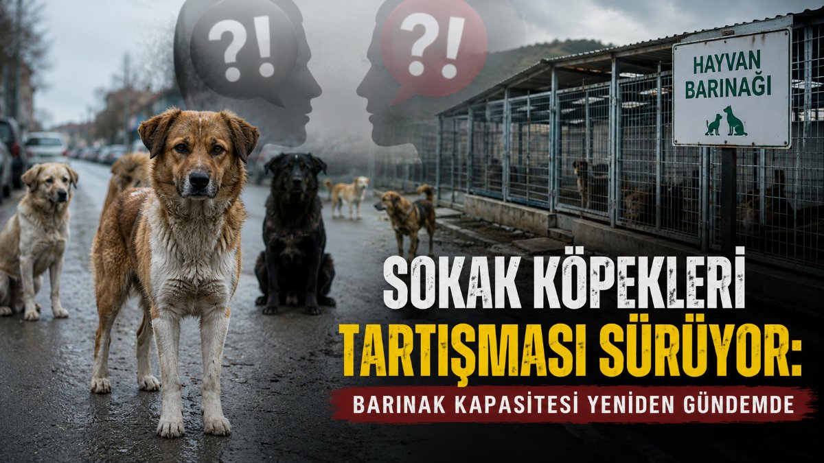 Sokak köpekleri tartışması sürüyor: Barınak kapasitesi yeniden gündemde