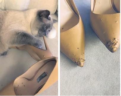 Sosyete Evinde İlginç Olay: Kedi 50 Bin Liralık Ayakkabıyı Parçaladı