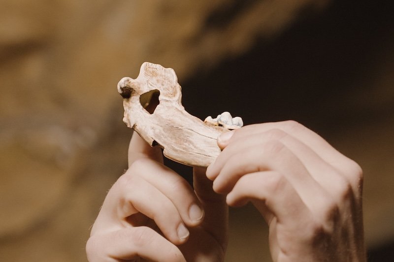 Tarihi Keşif: Bilinen En Eski Evcil Köpek Türkiye’de Ortaya Çıktı