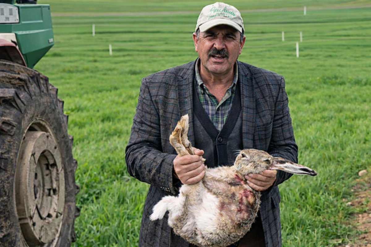 Tarlasındaki Tavşanı Serbest Bıraktı: Çiftçiden Doğaya Saygı Dersi