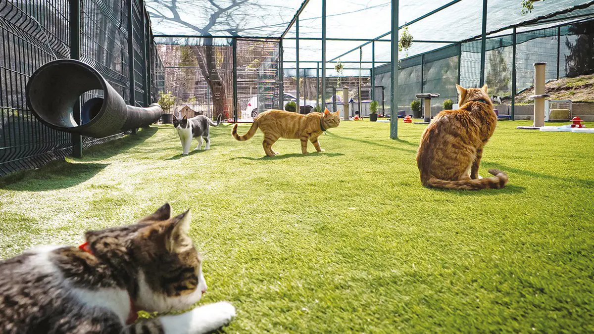 TBMM’de Kediler İçin Özel Alan: Isı Yalıtımlı Yaşam ve Oyun Parkı Kuruldu