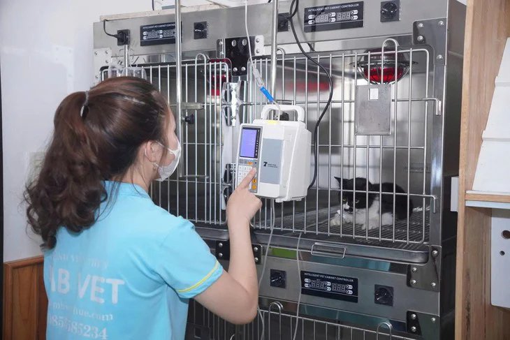 Terk edilen yavru kediler, duyarlı insanların çabasıyla hayata tutundu