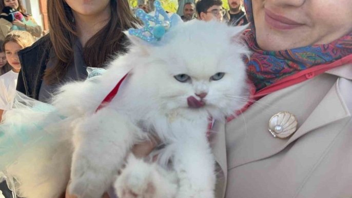 Tokat’ta 20 Kedi Podyuma Çıktı: Güzellik Yarışmasının Kazananları Belli Oldu