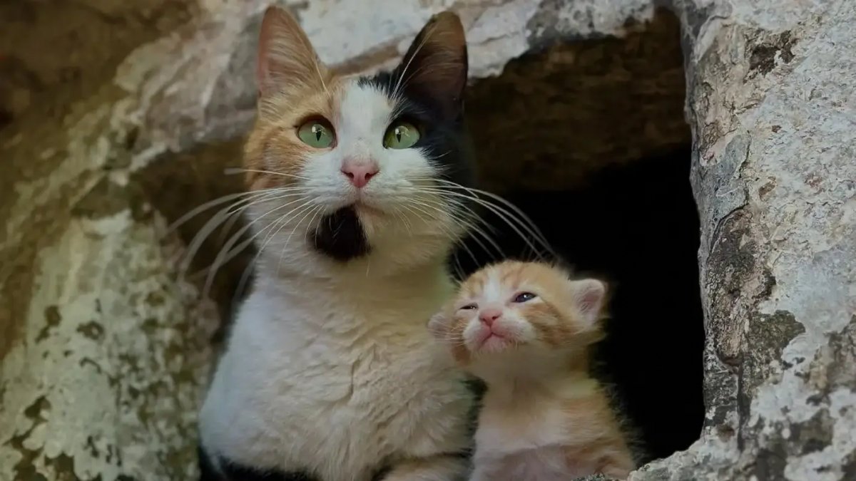 Topkapı’nın Yeni Prensi: Minik Simba Sarayın Gözdesi Oldu