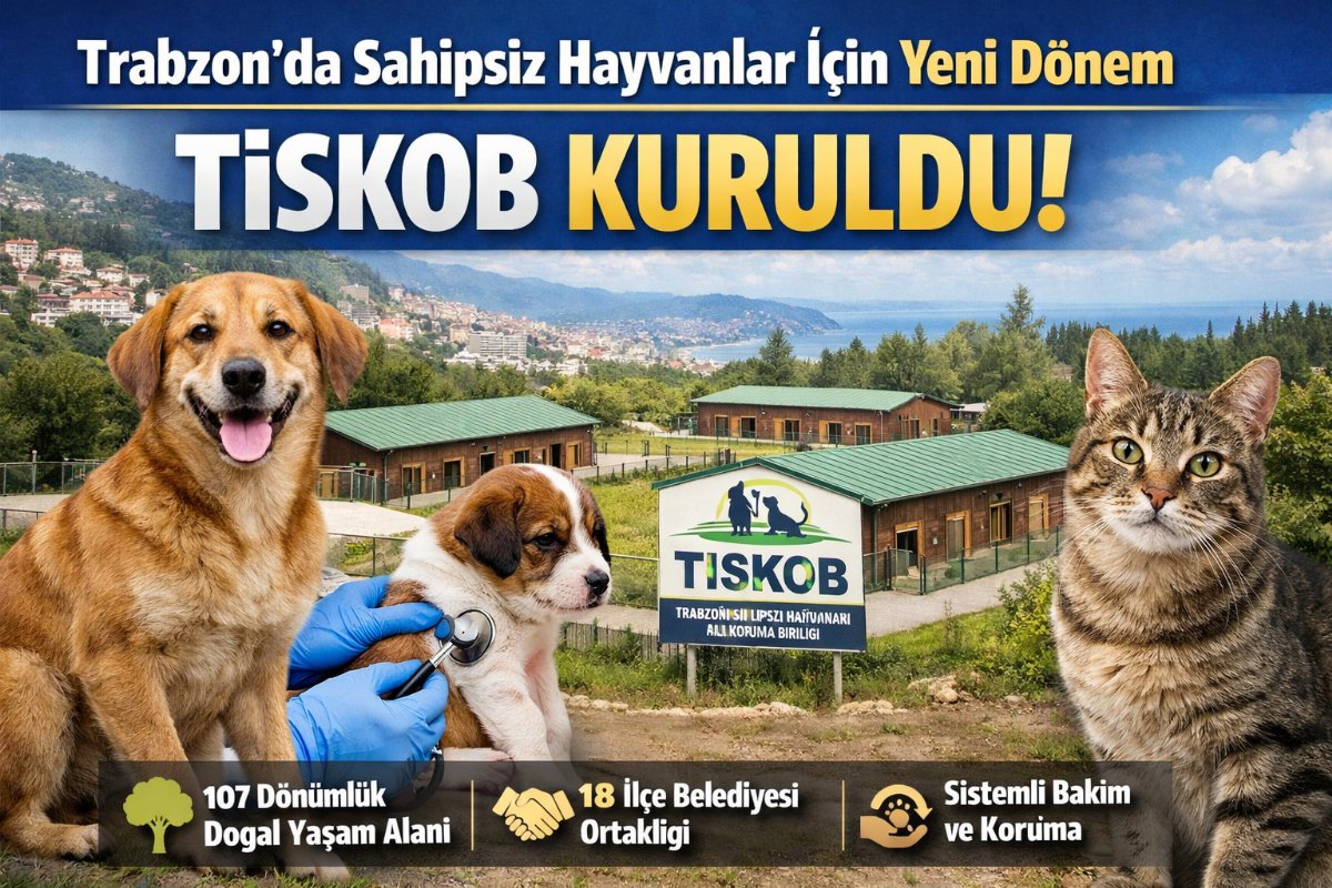 Trabzon’da Sahipsiz Hayvanlar İçin Yeni Dönem: TİSKOB Kuruldu