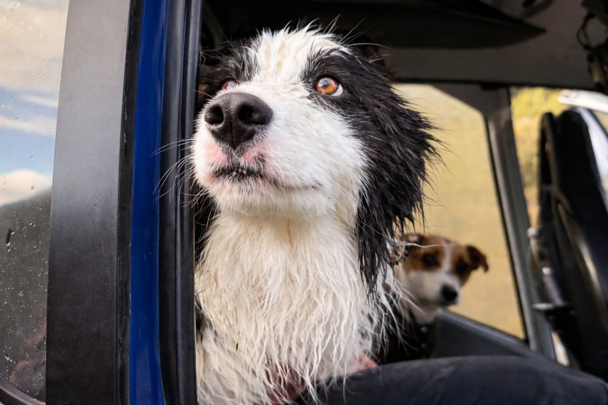 Umut Tükenmedi: Kaybolan Köpek Molly Günler Sonra Aynı Bölgede Sağ Bulundu