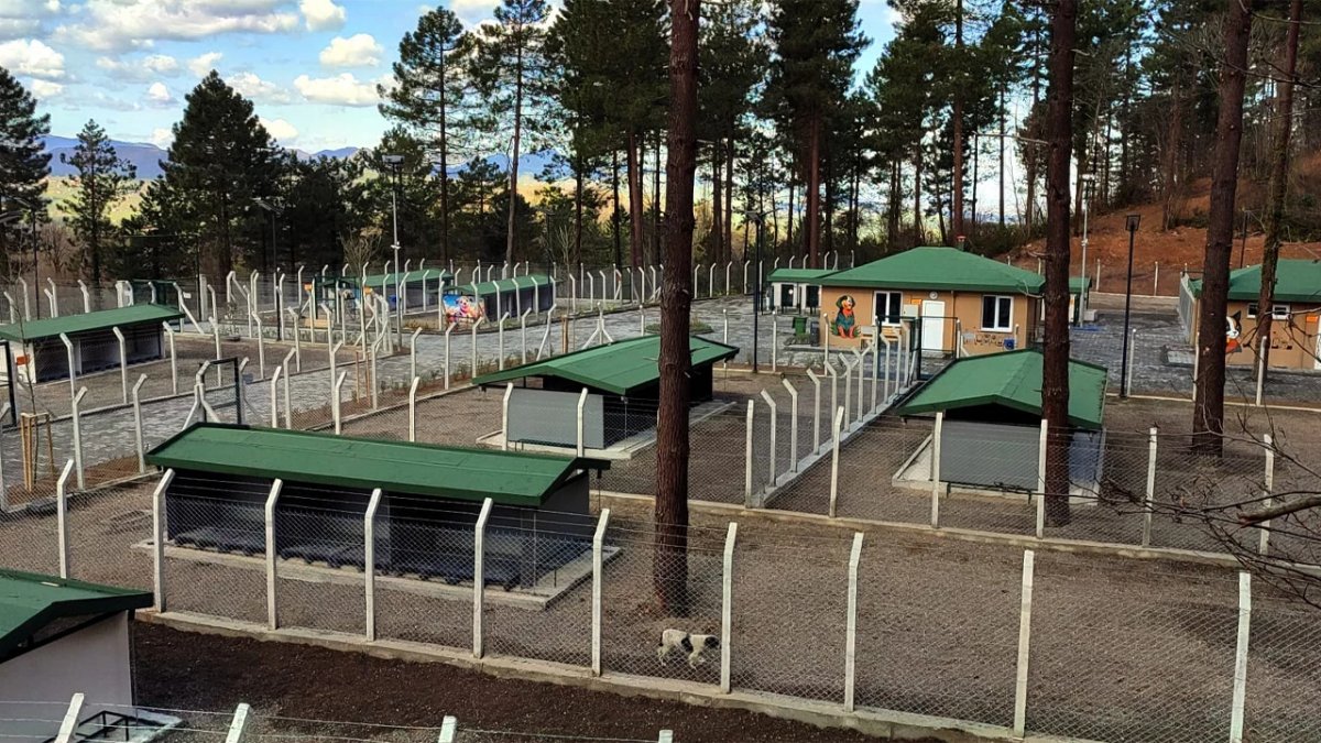 Ünye’de Dev Sokak Hayvanları Projesi Tamamlanıyor: Doğal Yaşam Alanında Sona Gelindi