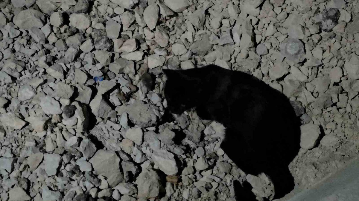 Van Gölü Sahilinde Kedi ile Farenin İki Saatlik Kovalamacası Kamerada