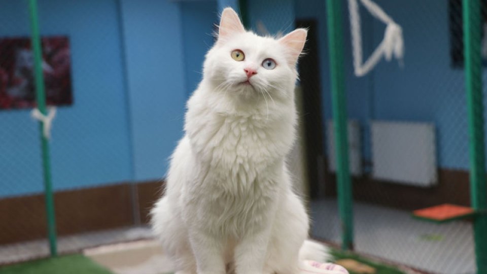 Van Kedi Villası’nda Çiftleşme Dönemi Başladı: Yeni Yavrular İçin Hazırlıklar Tamam