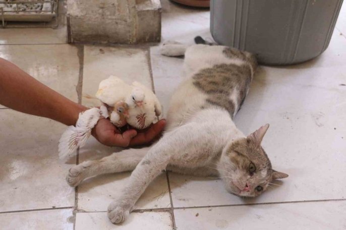 Vejetaryen kedi Bulut, milyonluk güvercinlerin koruyucusu oldu