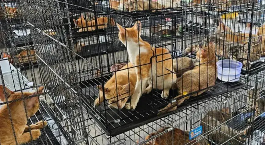 Vietnam’da Kedi Hırsızlığı Operasyonu: 2 Bin 700 Kedi Çaldıkları İddia Edildi