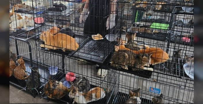 Vietnam'da yüzlerce kedi kurtarıldı