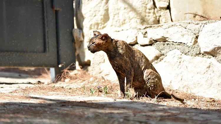 Yangından kurtarılan Luna'nın tedavisi sürüyor