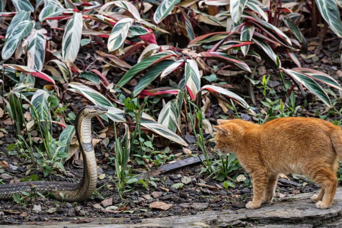 Yavru Kedi ile Kobra Karşı Karşıya: O Anlar Sosyal Medyayı Kilitledi