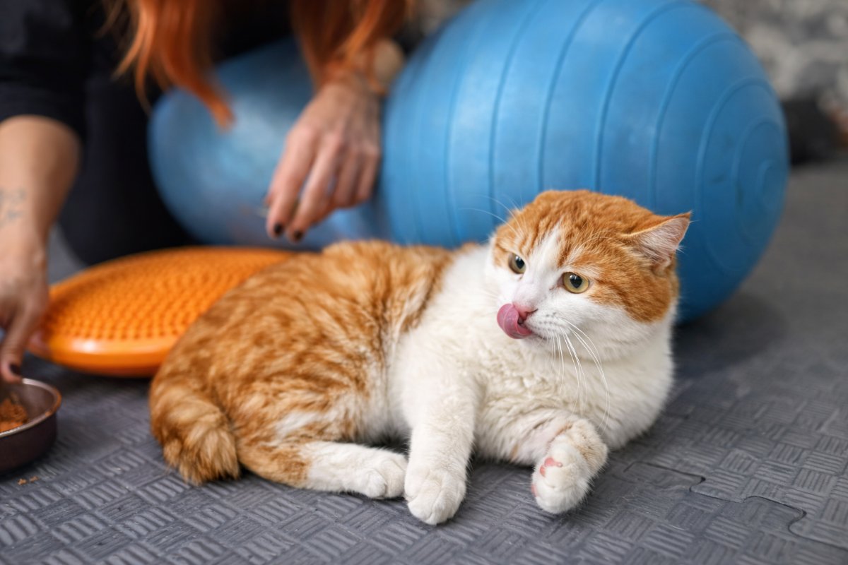 Yeniden Hayata Tutundular: Engelli 3 Kedi Fizik Tedaviyle Yürümeye Başladı