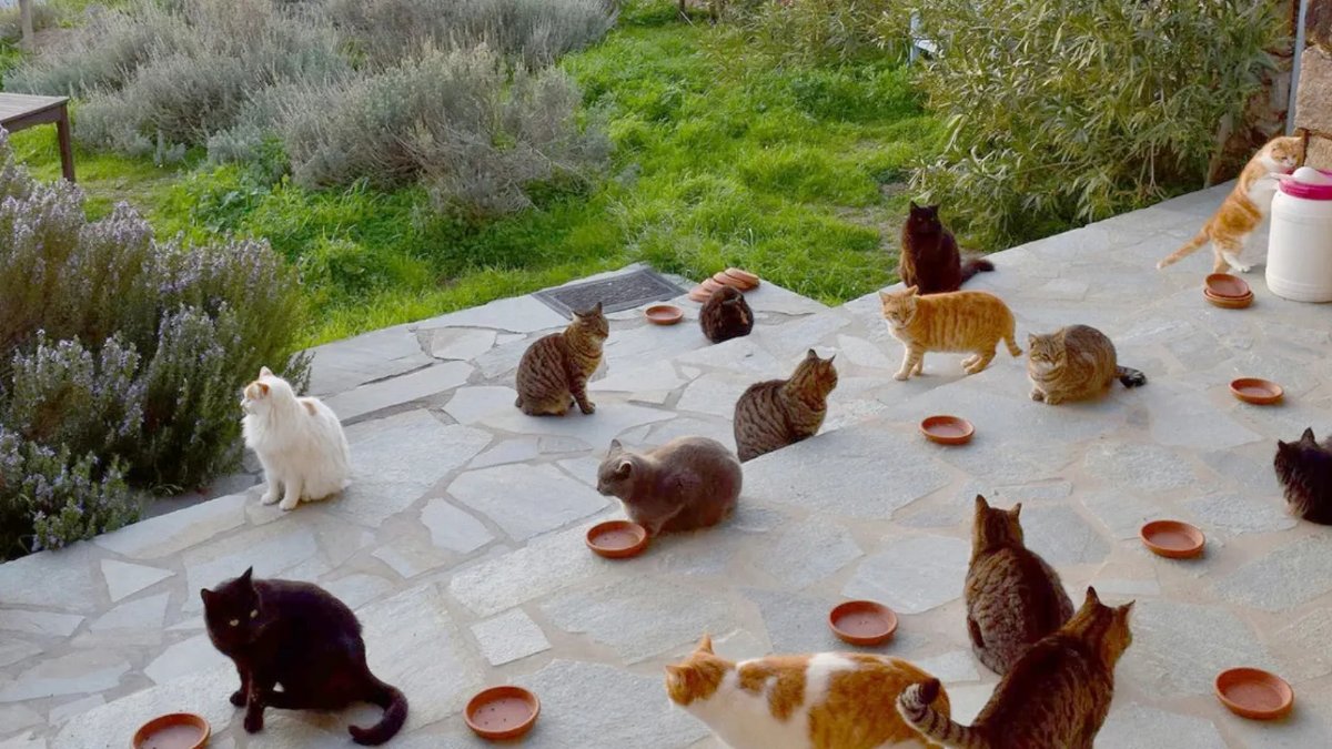 Yunanistan’da Bir Ada Teklif Verdi: Ücretsiz Tatil Var Ama Bir Şartla